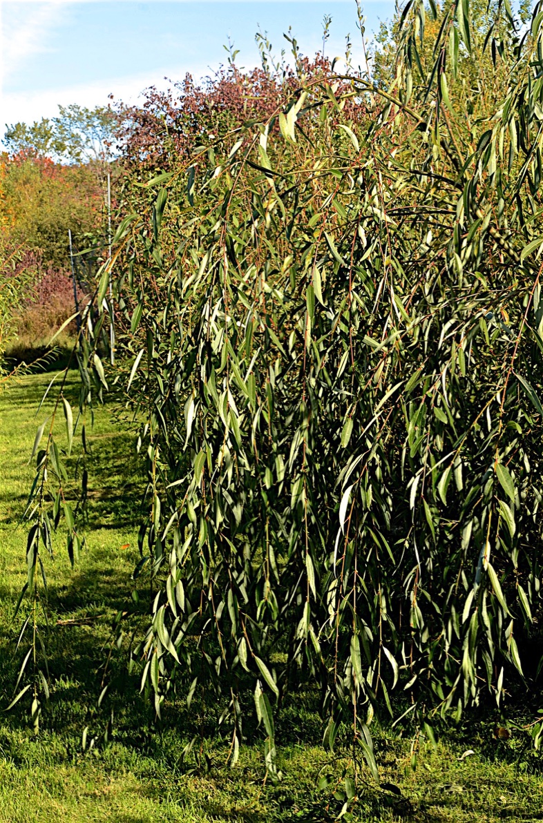 Wisconsin Weeping Willow (Salix x pendulina 'Wisconsin') in